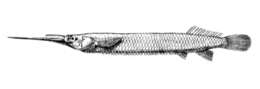 Image of Ectuntio halfbeak