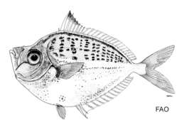 Image of Bigscale ponyfish