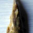 Image of Burmese bat catfish