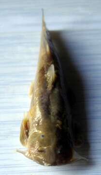 Image of Burmese bat catfish