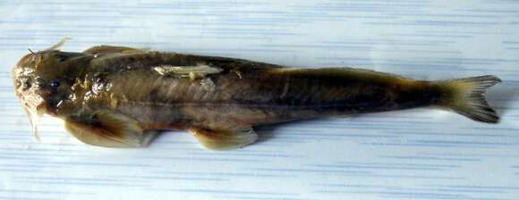 Image of Burmese bat catfish