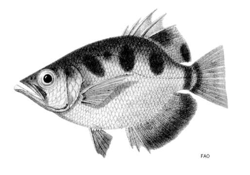 Image de Toxotes microlepis Günther 1860