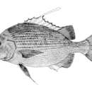 Imagem de Proteracanthus sarissophorus (Cantor 1849)