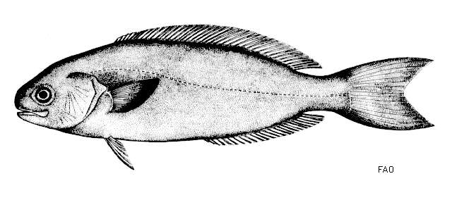 Image of Centrolophus