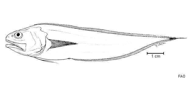 Image of Pelagic cusk