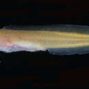 Image of Fleshfish