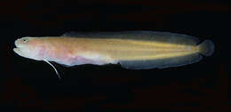 Image of Fleshfish