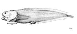 Imagem de Diancistrus longifilis Ogilby 1899