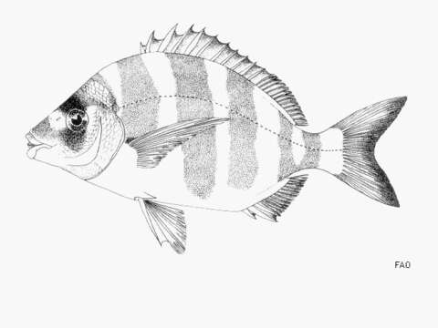 Imagem de Diplodus cervinus (Lowe 1838)