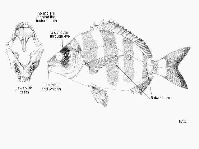 Plancia ëd Diplodus cervinus (Lowe 1838)