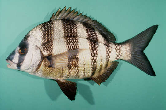 Image of Oman Porgy