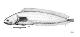 Image of Monothrix Ogilby 1897