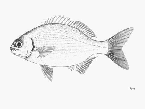 Image of Bermuda chub