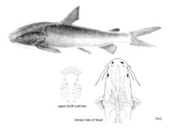 Image of Gagora Catfish