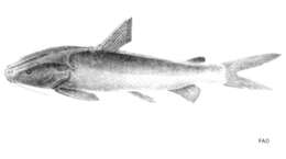 Image of Gagora Catfish