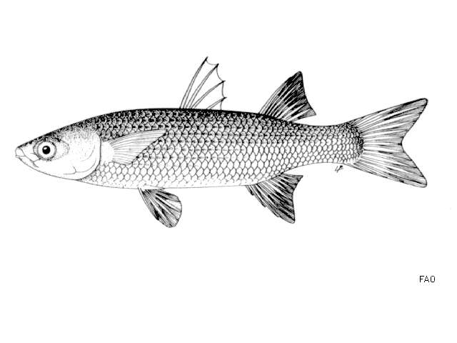 Image of Grey Mullet