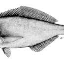 Image of Imperial blackfish