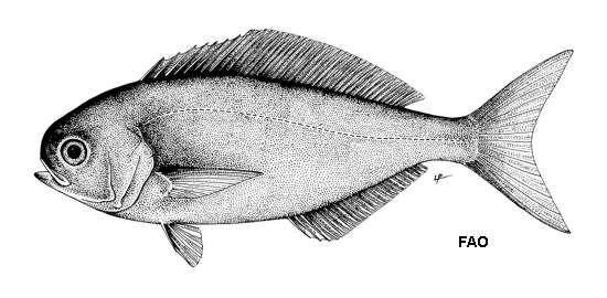 Image of Imperial blackfish