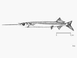 Image of Long-billed halfbeak