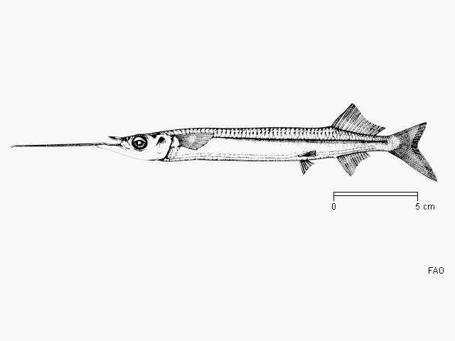 Image of Long-billed halfbeak