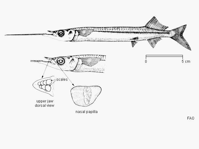 Image of Long-billed halfbeak