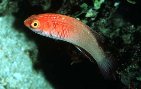 Image of Rosy-scales Fairy Wrasse