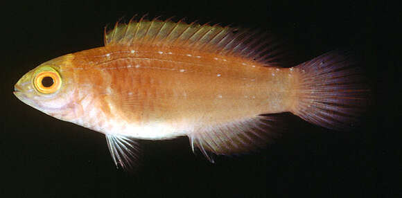 Image of Rosy-scales Fairy Wrasse