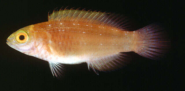 Image of Rosy-scales Fairy Wrasse