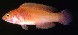 Image of Rosy-scales Fairy Wrasse