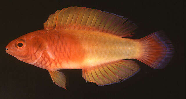 Image of Rosy-scales Fairy Wrasse