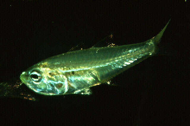 Image of Glassy cardinalfish