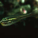 Image of Cardinalfish