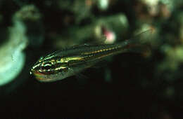 Image of Cardinalfish