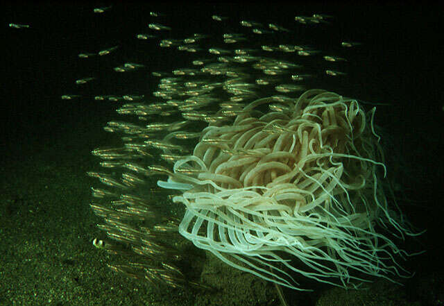 Image of Cardinalfish