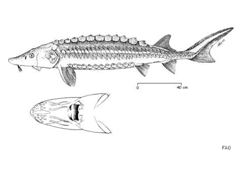 صورة Acipenser naccarii Bonaparte 1836