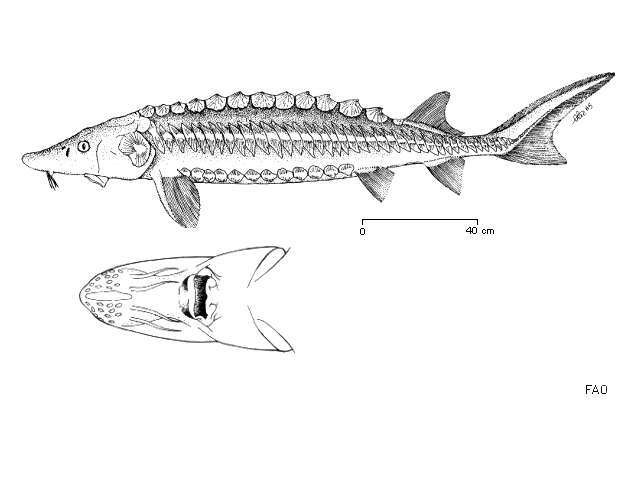 Image of Chondrostei