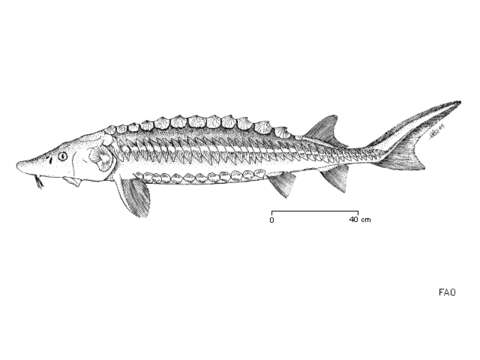 Image of Adriatic Sturgeon