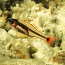 Image of Larval cardinalfish