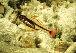 Image of Larval cardinalfish