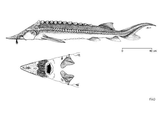 Image of Bastard Sturgeon