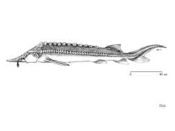 Image of Bastard Sturgeon