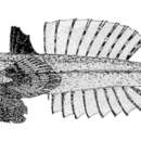 Imagem de Eleutherochir opercularis (Valenciennes 1837)