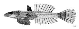 Image of Estuarine largemouth dragonet