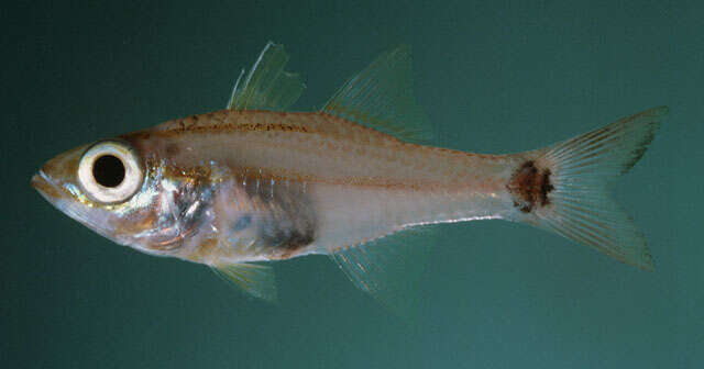 Image of Frans&#39; cardinalfish