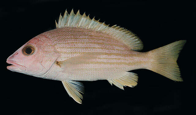 Image of Golden-lined snapper