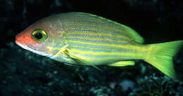 Image of Golden-lined snapper