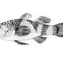 صورة Brachygobius kabiliensis Inger 1958