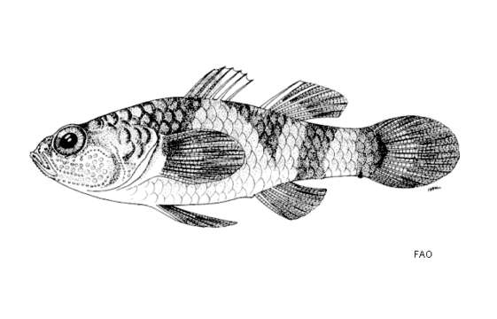 صورة Brachygobius kabiliensis Inger 1958