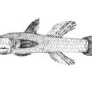 Eugnathogobius kabilia (Herre 1940) resmi