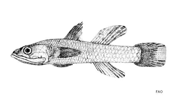 Image of Eugnathogobius